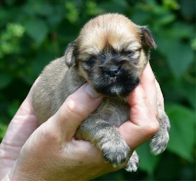 Les chiots de Lhassa Apso