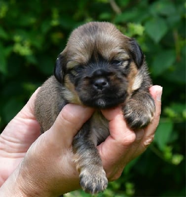 Les chiots de Lhassa Apso