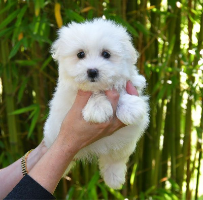Les chiots de Coton de Tulear