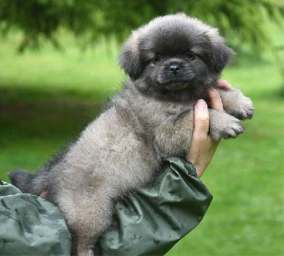 Les chiots de Epagneul tibetain