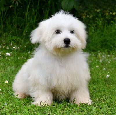 Les chiots de Coton de Tulear
