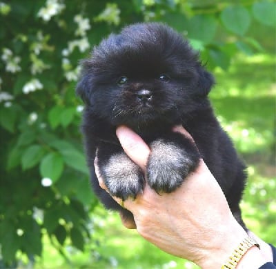 Les chiots de Epagneul tibetain
