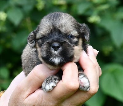 Les chiots de Lhassa Apso
