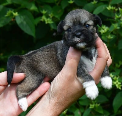 Les chiots de Lhassa Apso