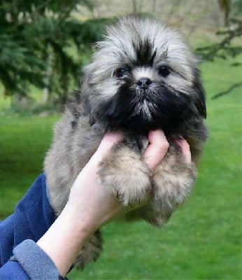 Les chiots de Lhassa Apso