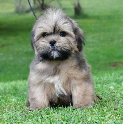 Les chiots de Lhassa Apso