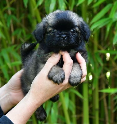 Les chiots de Epagneul tibetain