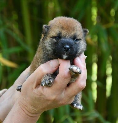 Les chiots de Shiba