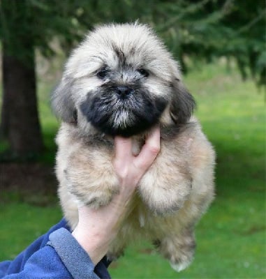Les chiots de Lhassa Apso