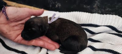 Les chiots de Berger Belge
