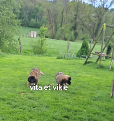 CHIOT 6 TILLEUL VIKIE - Leonberger