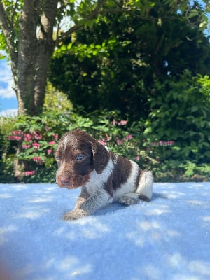 Les chiots de Epagneul picard