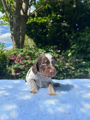 Les chiots de Epagneul picard