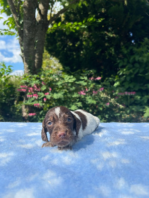 Les chiots de Epagneul picard