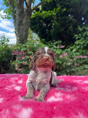 Les chiots de Epagneul picard