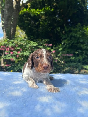 Les chiots de Epagneul picard