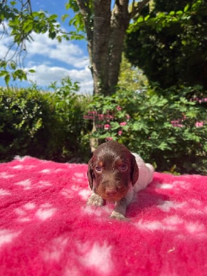 Les chiots de Epagneul picard