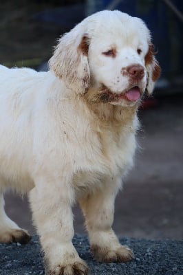 Les chiots de Clumber Spaniel