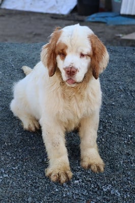 Les chiots de Clumber Spaniel