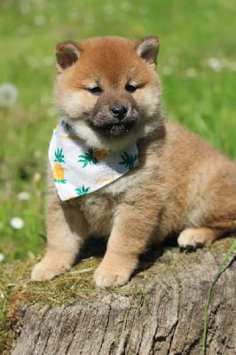 Les chiots de Shiba