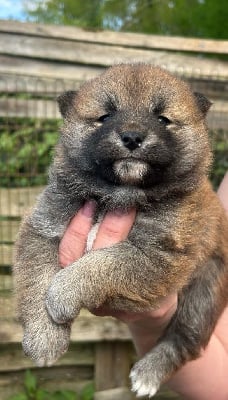 Les chiots de Shiba