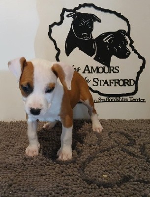 American Staffordshire Terrier