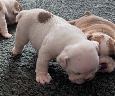 Bulldog Anglais