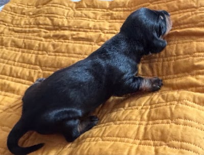Les chiots de Teckel