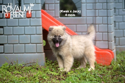 Les chiots de Eurasier