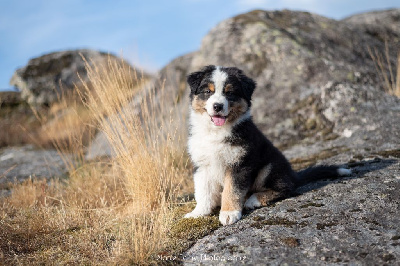 Les chiots de Berger Australien
