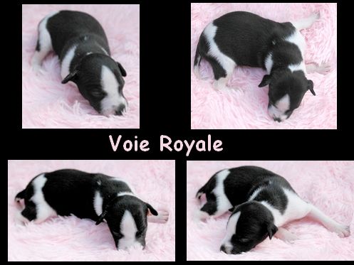 VOIE ROYALE - Whippet