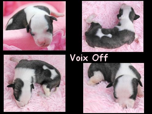 VOIX OFF - Whippet