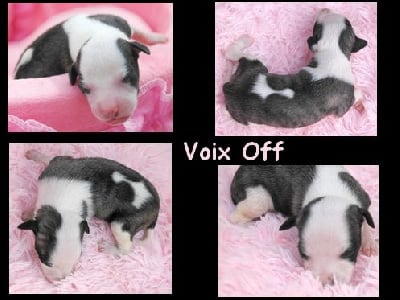 VOIX OFF - Whippet