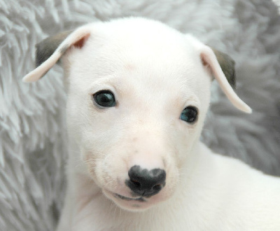 VERONE AMOUREUSE - Whippet