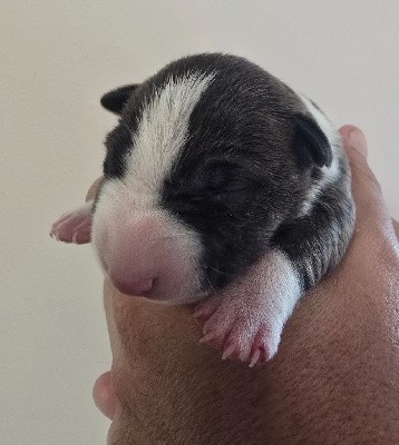 Bull Terrier Miniature