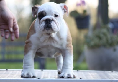 Les chiots de Bulldog Anglais