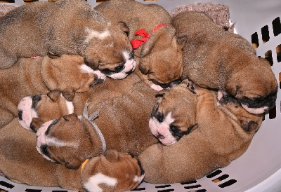 Les chiots de Bulldog continental