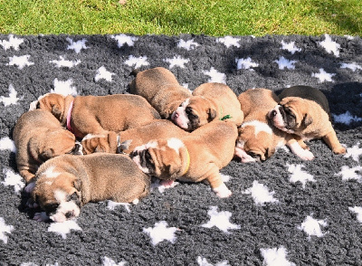 Les chiots de Bulldog continental