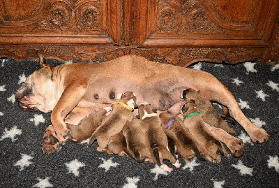Les chiots de Bulldog continental