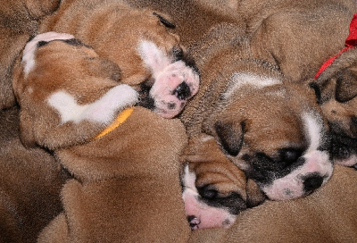 Les chiots de Bulldog continental