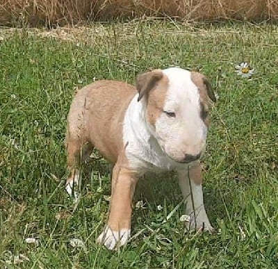 Bull Terrier