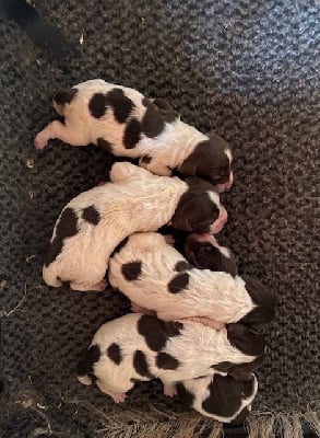 Les chiots de English Springer Spaniel