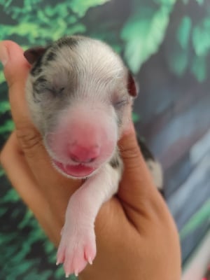 Les chiots de Border Collie