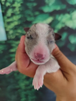 Les chiots de Border Collie