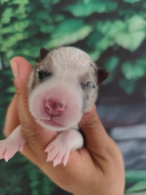 Les chiots de Border Collie