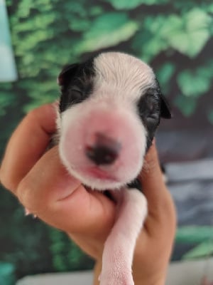 Les chiots de Border Collie