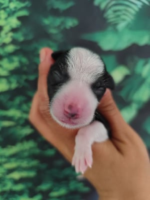 Les chiots de Border Collie