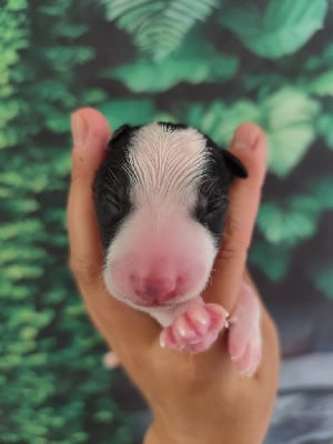 Les chiots de Border Collie