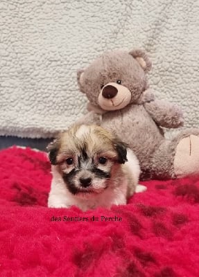 Les chiots de Coton de Tulear