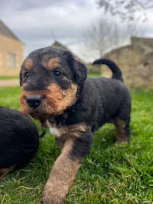 Les chiots de Airedale Terrier